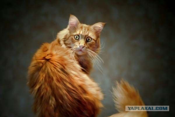 Котовторнику Да (09.12.08)