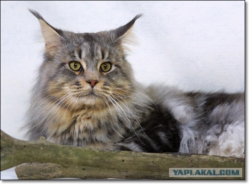 Котовторник (06.01)