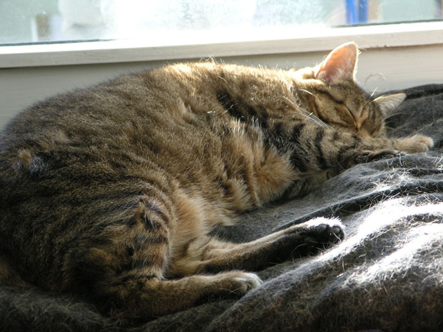 Котовторник 8 мая 2012