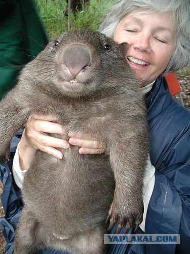 Вомбат Кэдди и очаровательная Хлоя