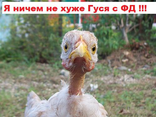Фотожаба: Цыпа