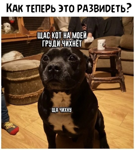 Собаки бывают