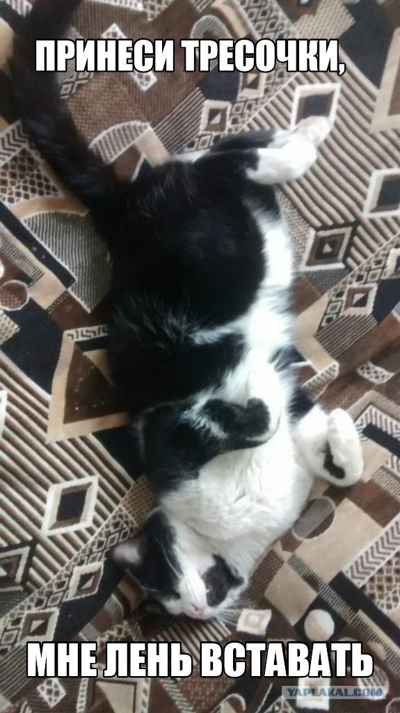 В завершение котовторника.