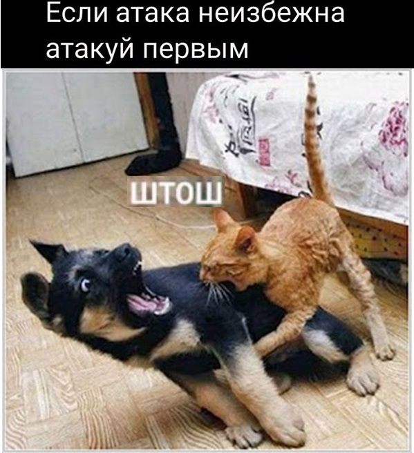 Картинки с котами и про котов