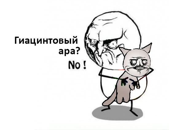 Самый Большой попугай в мире в домашних условиях
