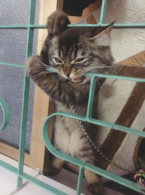 Котяра на стукача не подписался
