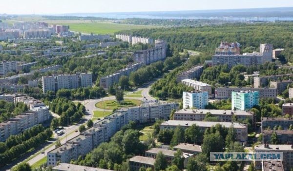 Свежая зелень