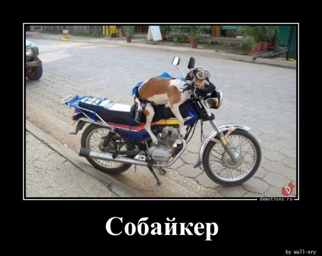 Юмор в картинках и без