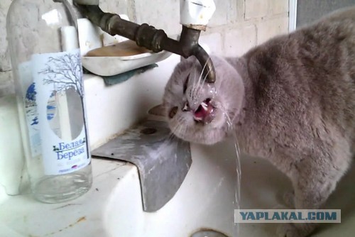 Грязнуля