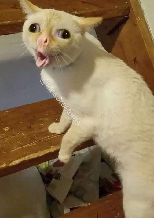 Фу ёпт, вы это ещё и жрёте?!