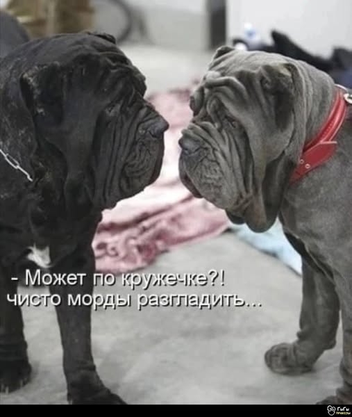 https://s00.yaplakal.com/pics/pics_original/4/9/4/20246494.jpg
