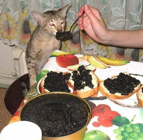 Кто чем кормит?
