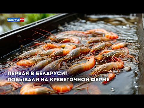 Белорусы сделали памятку для россиян, которые хотят переехать в Беларусь из-за постоянных блокировок и ограничений
