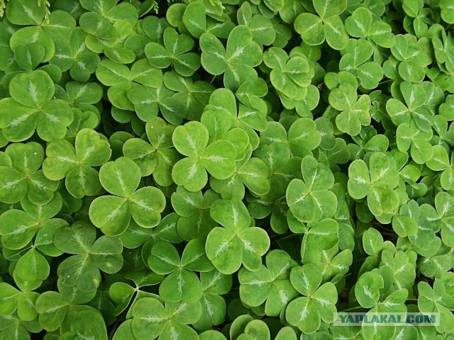 "Ой, боюсь боюсь!"