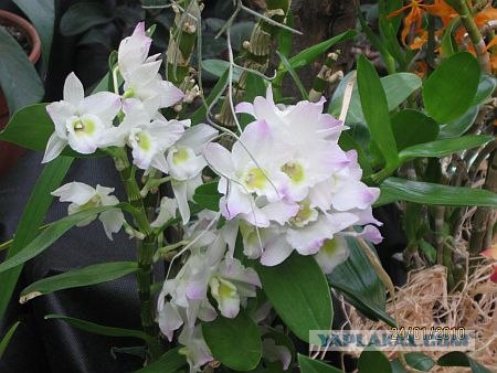 Орхидеи цветут при -20 градусах (23 фото)