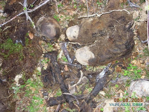 Поисковики