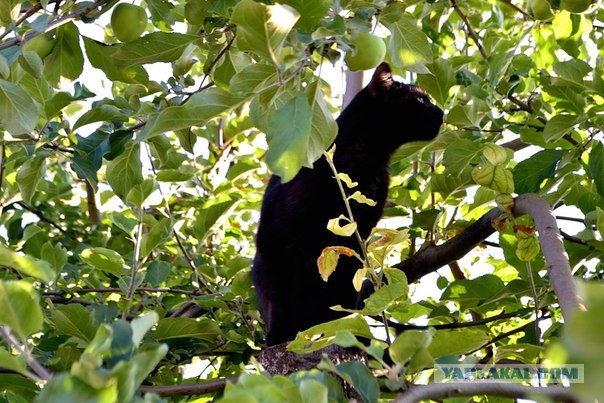 Моим котам