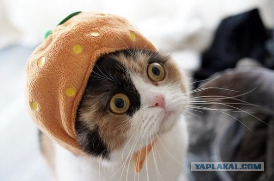 Котовторник 17.11.2015