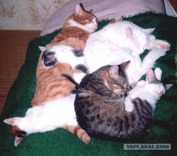 В Европе растет уровень межрелигиозной агрессии