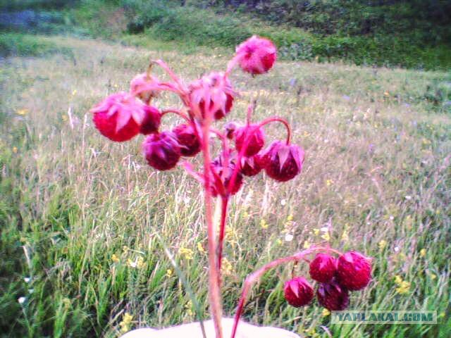 Я узнал, что у меня есть огромная семья