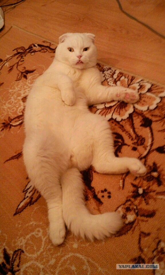 Ваши фотки котов на телефон