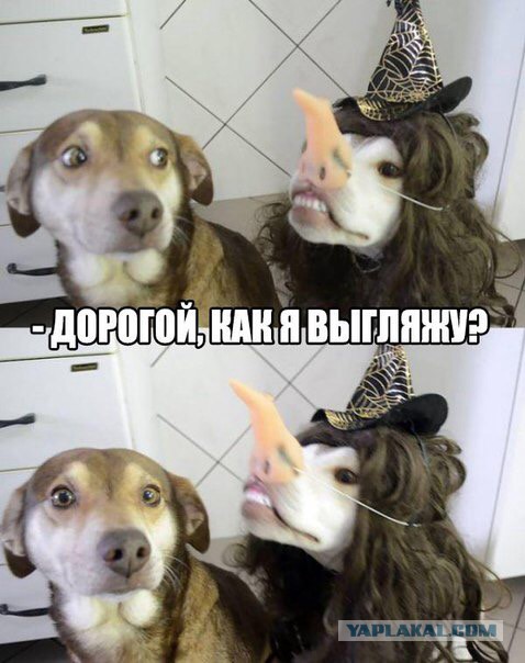 Собаки-поломаки
