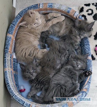 Котовторник 28.03.2017