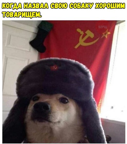 Подборка забавных животных