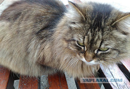 Котовторник 24.04.2018