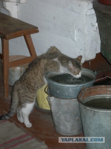 Котовторник на ЯПлакалъ (10.06.08), прикольные коты, добавляем свои!