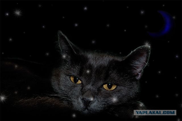 Котовторник на ЯПлакалъ