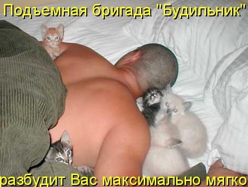 Устами котов