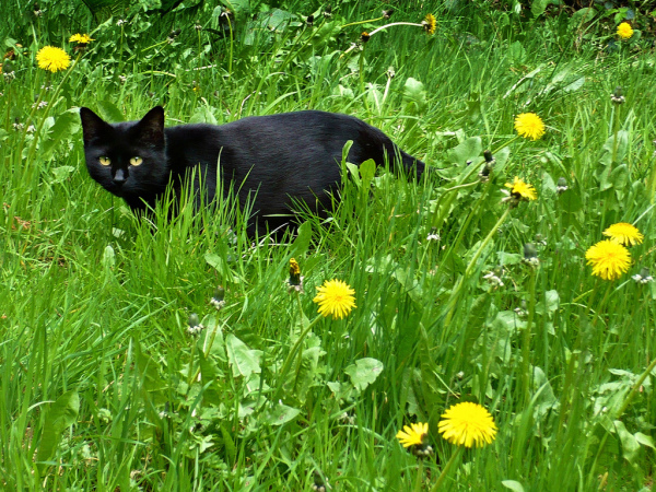 Котовторник, Весна, Цветы!