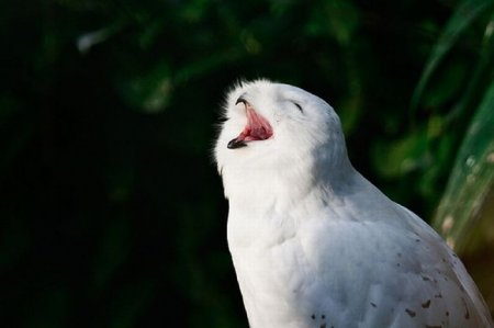 Как смеются совы