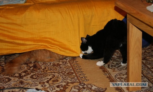 Котовторник уже сегодня!