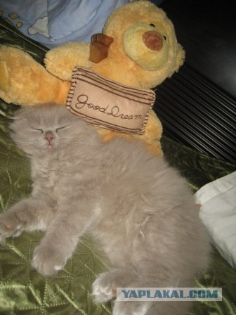 Котовторник! 13.03.2012