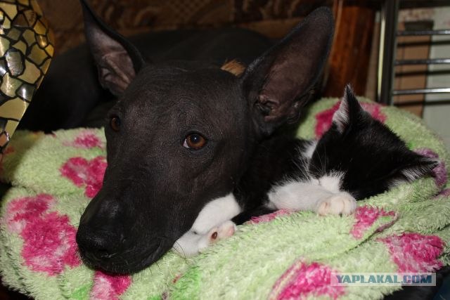 Котовторник 11.09.2012