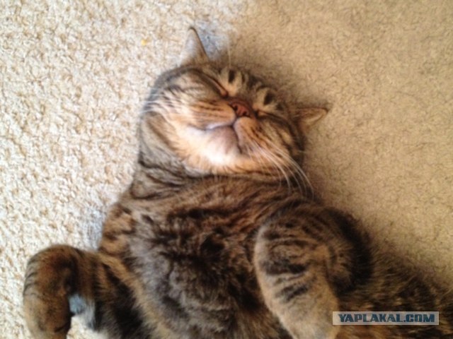 Котовторник 30.10.2012