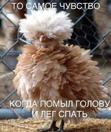 Смотреть!  Кому, ржать? Кому, плакать...