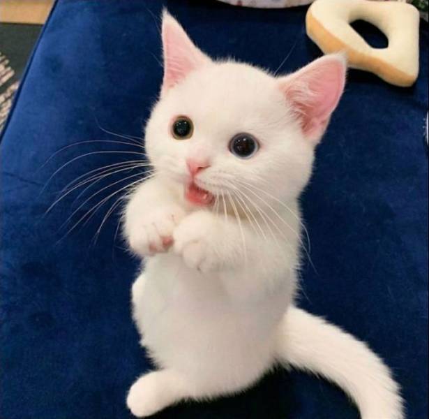 Картинки разные нужны, картинки всякие важны!