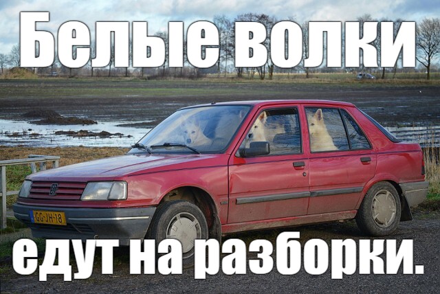 Победители конкурса фотографии Comedy Pet Photo Awards 2020