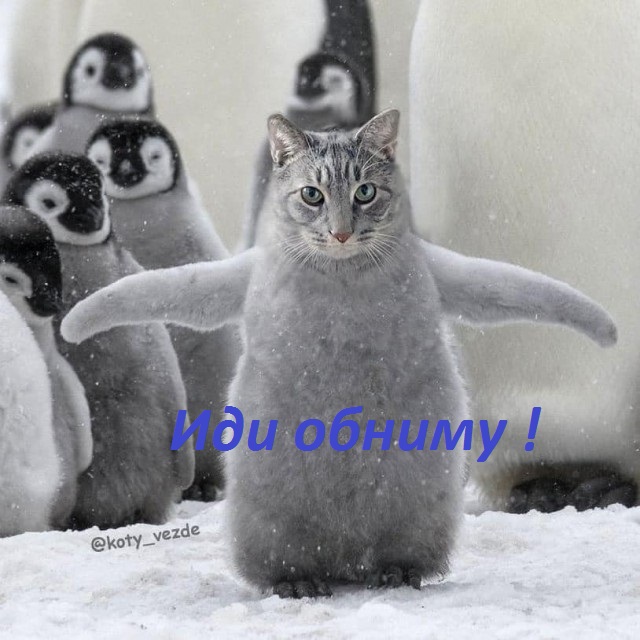 Кошачьи физиономии на разных животных
