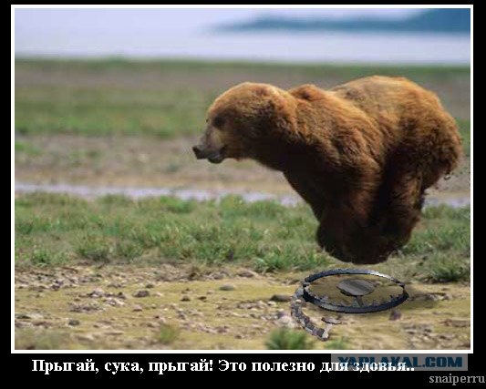 Летающий медведь