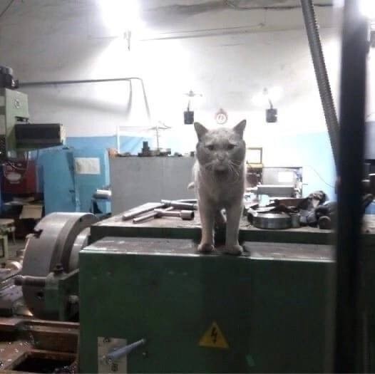 Коты ишачат на заводе