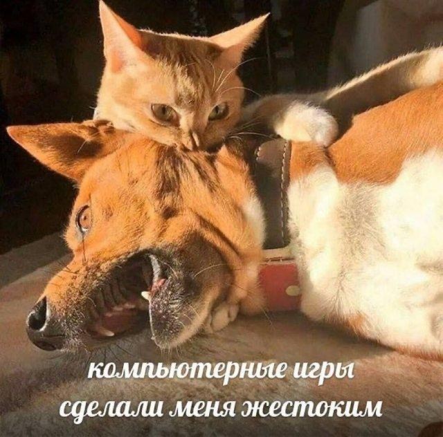 Котовторник Рыжих