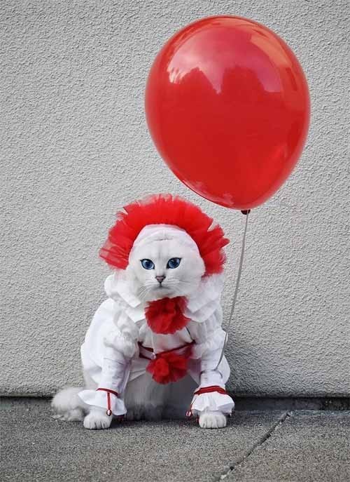 Котэ, совэ и все-все-все