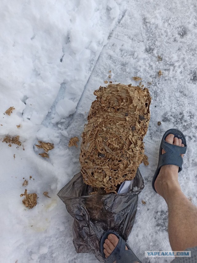 Водитель потерял сознание из-за укуса шершня и влетел в столб в Приморье