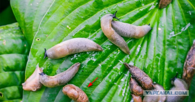 Литболталка