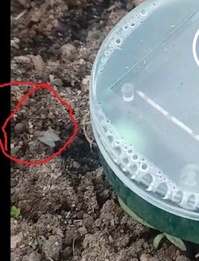 Наконец то решил вопрос с кротами