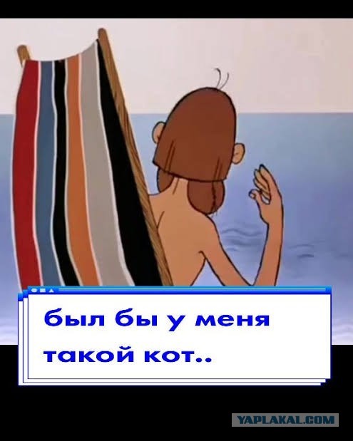 Осторожно, этот кот может увести твою женщину